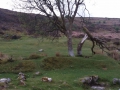 Dartmoor